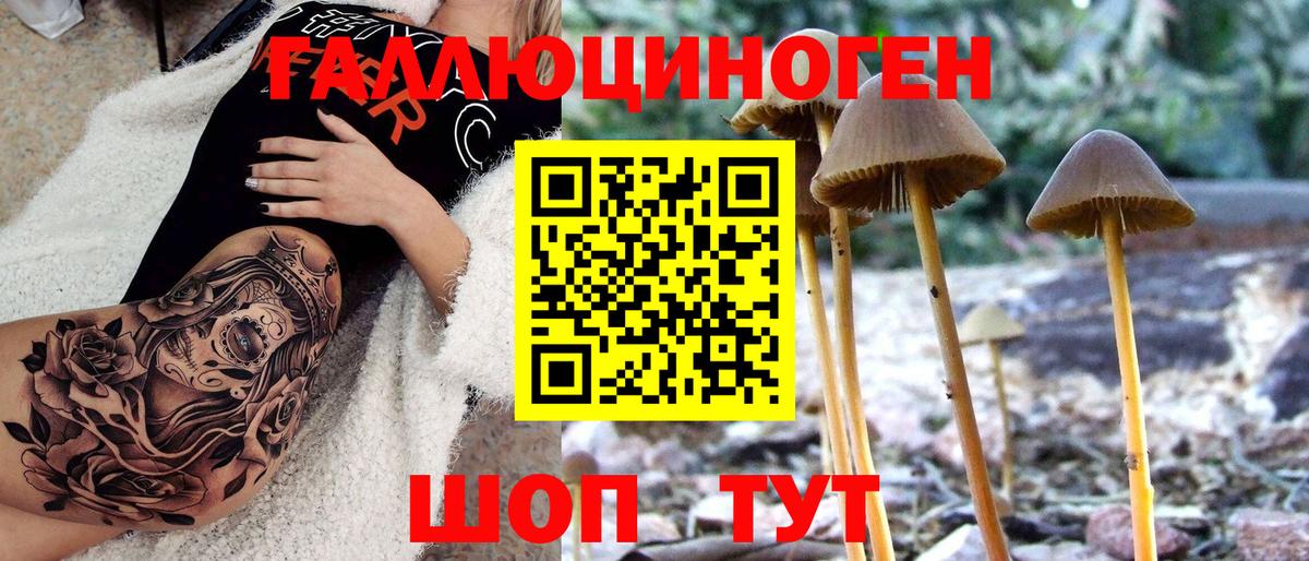 Осинники  Псилоцибиновые грибы прущие грибы  Вход с VPN  Псилоцибиновые грибы мицелий 